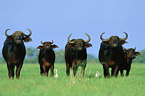 African buffalo {Syncerus caffer} + Cattle egrets {Bubulcus ibis} Botswana, SavuteChobe NP
