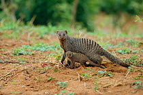 Banded mongoose with baby {Mugos mungo} Chobe NP, Botswana, Southern Africa