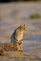 African wild cat {Felis sylvestris libyca} Savute-Chobe NP, Botswana