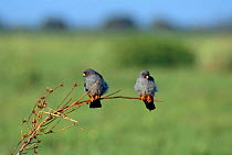 Two Eastern red footed falcons perched {Falco amurensis} Savute Chobe NP, Botswana