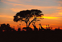 Giraffes {G camelopardalis} silhouetted at dawn under Acacia tree, Savute Chobe NP, Botswana, Southern Africa