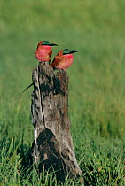 Pair of Carmine bee-eaters {Merops nubicus} Savute-Chobe NP, Botswana