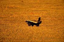 Ratel / Honey badger) {Mellivora capensis} Okavango delta, Botswana, Southern Africa
