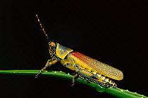 Elegant grasshopper {Zonocerus elegans} South Africa
