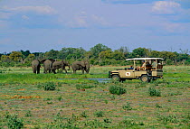 African elephant herd observed by gametrackers in jeep. Khwai river, Moremi WR, Botswana