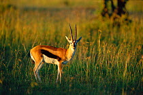 Thomson's gazelle {Gazella thomsoni} Masai Mara, Kenya