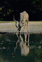 Greater kudu drinking {Tragelaphus strepsiceros} Okavango delta, Botswana
