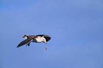 Southern black backed / Kelp gull drops mussel to open shell {Larus dominicans} South Africa