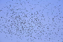 Flock of Abdim's storks soaring in sky {Ciconia abdimii} Etosha NP, Namibia