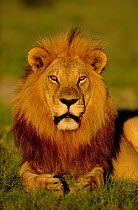 Lion male portrait {Panthera leo} Savute-Chobe NP, Botswana