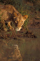 Lioness drinking {Panthera leo} Phinda GR, South Africa
