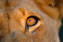 Lioness close-up of eye {Panthera leo} South Africa