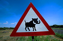 Warthog {Phacochoerus aethiopicus} road warning sign. South Africa