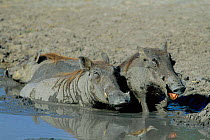 Warthogs wallowing in mud {Phacochoerus aethiopicus} Okavango delta, Botswana