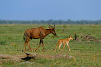 Topi female with calf {Damaliscus lunatus} Savute Chobe NP, Botswana, Southern Africa