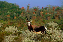 Bontebok {Damaliscus dorcas} Bontebok NP, South Africa