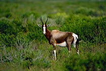 Bontebok {Damaliscus dorcas} Bontebok NP, South Africa