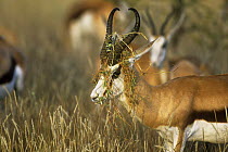 Male Springbok (Antidorcas marsupialis) in rut with vegetation on horns, Etosha NP, Namibia