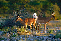 Black faced impala males displaying {Aepyceros melampus petersi} Etosha NP, Namibia