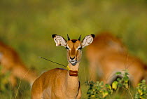 Impala with radio tracking collar and ear tag {Aepyceros melampus} Chobe NP Botswana