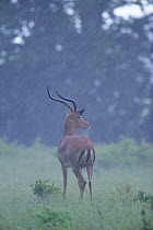 Impala male in rain {Aepyceros melampus} Chobe NP Botswana