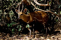 Western bushbuck antelope {Tragelaphus scriptus} and Vervet monkey {Cercopithecus aethiops} in forest, Gambia, West Africa