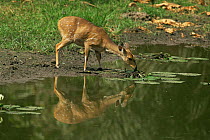 Western bushbuck antelope {Tragelaphus scriptus} drinking at pond, Gambia, West Africa