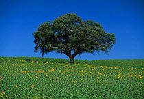 Tree in sunflower field near Rhonda, Andalucia, Spain