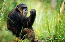Alpha male Chimpanzee 'Frodo', 26-years-old {Pan troglodytes schweinfurtheii} Kasekela community, Gombe NP, Tanzania. 2002