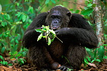 Alpha male Chimpanzee 'Frodo', 26-years-old, feeding on leaves {Pan troglodytes schweinfurtheii} Kasekela community, Gombe NP, Tanzania. 2002. Chimps have learnt that certain leaves can be used to tre...