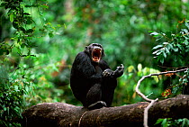 Male Chimpanzee yawning, 'Tubbe', {Pan troglodytes schweinfurtheii} Kasekela community, Gombe NP, Tanzania. 2002