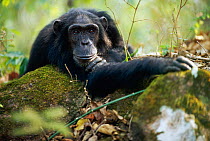 Male Chimpanzee resting on rock 'Pax' {Pan troglodytes schweinfurtheii}, 25-years-old, lowest ranking male of Kasekela community, Gombe NP, Tanzania. 2002