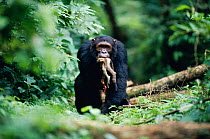 Male Chimpanzee 'Sheldon' knuckle walking carrying dead Red colobus monkey in jaws {Pan troglodytes schweinfurtheii}, 19-years-old, high ranking male of Kasekela community, Gombe NP, Tanzania. 2002