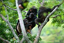Chimpanzees gather around alpha male 'Frodo' begging for share of Bushbuck fawn prey {Pan troglodytes schweinfurtheii}, Kasekela community, Gombe NP, Tanzania. 2002