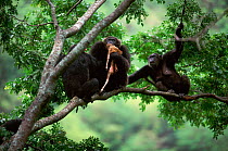 Alpha male 'Frodo' displays 'keep away' message to begging chimps wanting share of Bushbuck fawn prey {Pan troglodytes schweinfurtheii}, Kasekela community, Gombe NP, Tanzania. 2002