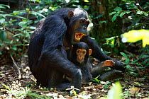 Female 20-year-old Chimpanzee 'Fanni' with 9-month-old 'Fundi' facing approaching male with appeasement gesture {Pan troglodytes schweinfurtheii}, Kasekela community, Gombe NP, Tanzania. 2002
