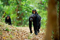 Female Chimpanzee 'Fanni' carries jockey-riding 'Fundi' (male, 17-months-old) on her back with Fudge (male, 4-years-10-months-old) following behind {Pan troglodytes schweinfurtheii}, Kasekela communit...