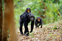 Female Chimpanzee 'Fanni' carrries jockey-riding 'Fundi' (male, 17-months-old) on her back with Fudge (male, 4-years-10-months-old) following behind {Pan troglodytes schweinfurtheii}, Kasekela communi...