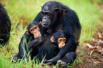 Female Chimpanzee 'Fanni' with offspring 'Fundi' (male, 17-months-old) and Fudge (male, 4-years-10-months-old) {Pan troglodytes schweinfurtheii}, Kasekela community, Gombe NP, Tanzania. 2002