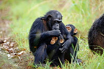 Female Chimpanzee 'Fanni' with offspring 'Fundi' (male, 17-months-old) and Fudge (male, 4-years-10-months-old) {Pan troglodytes schweinfurtheii}, Kasekela community, Gombe NP, Tanzania. 2002