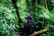 Female Chimpanzee 'Fanni' with 'Fundi' (male, 17-months-old) waiting for older offspring Fudge (male, 4-years-10-months-old) to catch up while travelling between feeding sites {Pan troglodytes schwein...
