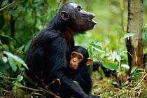 Two-year-old male 'Fundi' holds on to mother 'Fanni' who is calling in answer to group call {Pan troglodytes schweinfurtheii}, Kasekela community, Gombe NP, Tanzania. 2002~*Not available for calendars...