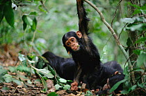 'Fundi' plays, swinging on vegetation beside his family group {Pan troglodytes schweinfurtheii}, Kasekela community, Gombe NP, Tanzania. 2002