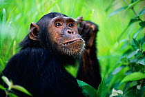 Male Chimpanzee 'Faustino' 12-years-old {Pan troglodytes schweinfurtheii} Kasekela community, Gombe NP, Tanzania. 2002