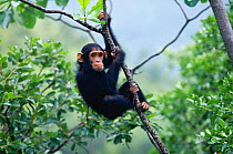 Female Chimpanzee 'Flirt' (daughter of Fifi) 2-years-7-months-old playing in tree {Pan troglodytes schweinfurtheii} Kasekela community, Gombe NP, Tanzania. 2002