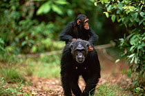 Female Chimpanzee 'Fifi' (43-years-old) carries jockey-riding 'Flirt' (3-years-3-months-old) on her back {Pan troglodytes schweinfurtheii} Kasekela community, Gombe NP, Tanzania. 2002