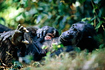 Female Chimpanzee 'Fifi' (44-years-old) rests with her ninth baby 'Furaha' (one-week-old) {Pan troglodytes schweinfurtheii} Kasekela community, Gombe NP, Tanzania. 2002