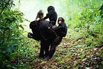 Female Chimpanzee 'Gremlin' carries female twins  'Golden' and 'Glitta' {Pan troglodytes schweinfurtheii} Kasekela community, Gombe NP, Tanzania. 2002