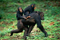 Chimpanzee mother 'Gremlin' carries female twins 'Golden' (in front) and 'Glitta' (behind) {Pan troglodytes schweinfurtheii} Kasekela community, Gombe NP, Tanzania. 2002