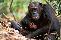 Female Chimpanzee 'Gremlin' demonstrates to offspring how to use a stem as a tool to remove termites from a termite mound {Pan troglodytes schweinfurtheii} Kasekela community, Gombe NP, Tanzania. 2002